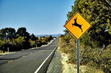 Deer crossing road sign